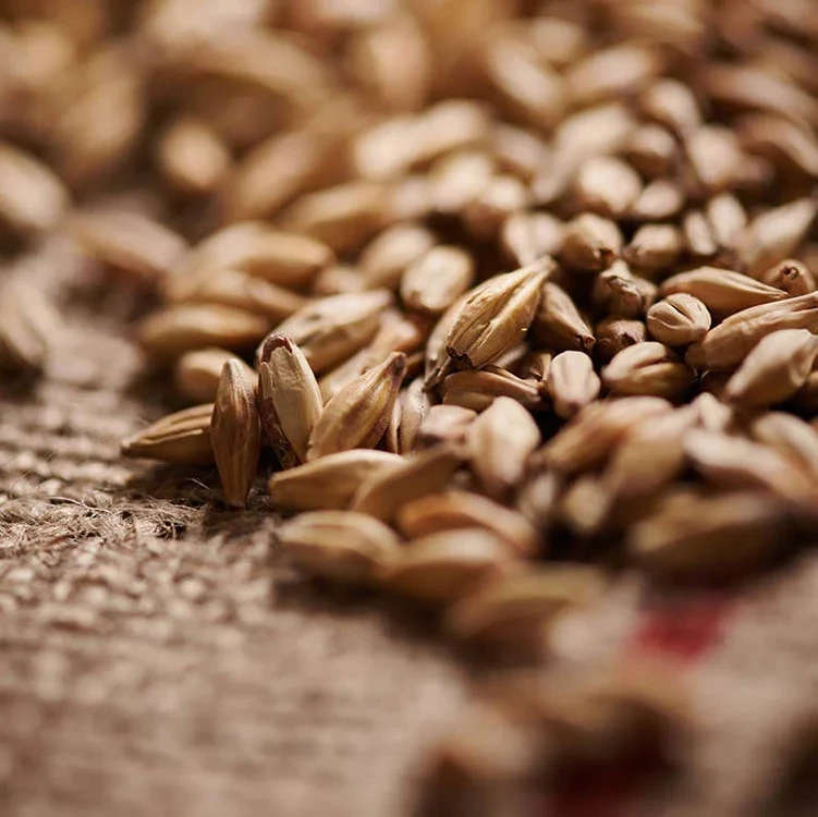 Солод спеціальний Меланоїдиновий (Melanoidin Malt) 0.5 кг. Weyermann. Солод спеціального обсмажування - Image 2